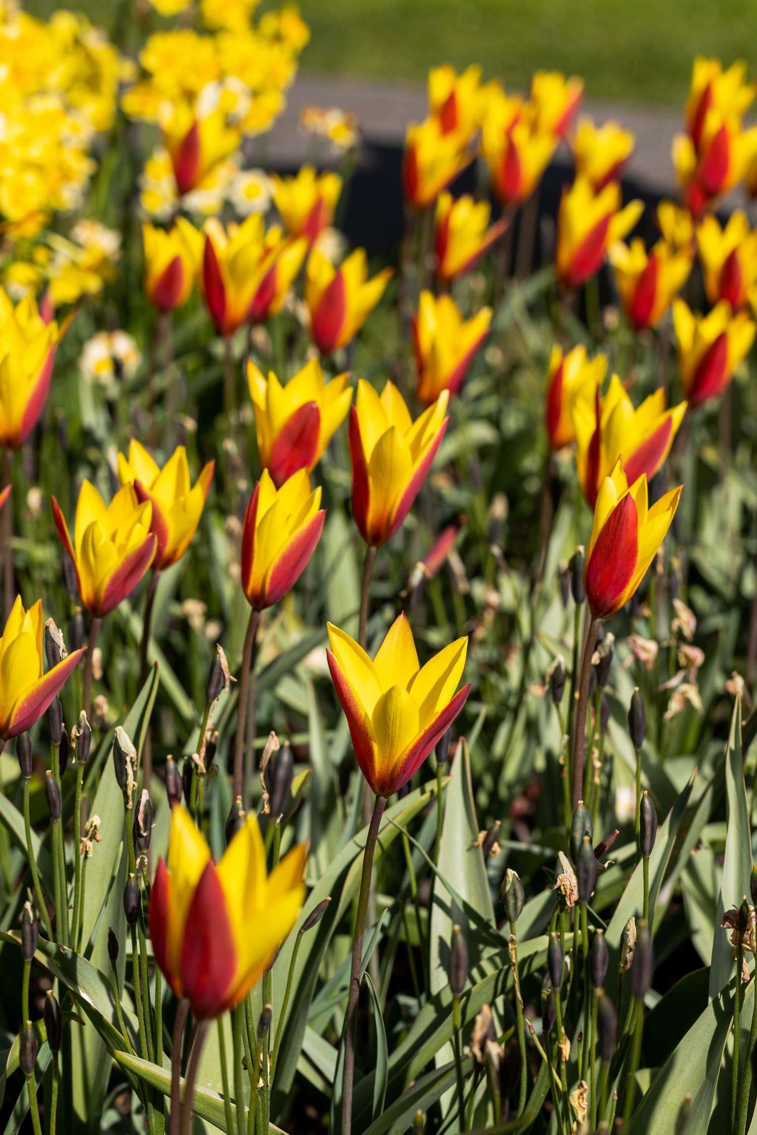 Botaaninen tulppaani 'Tubergen's Gem'